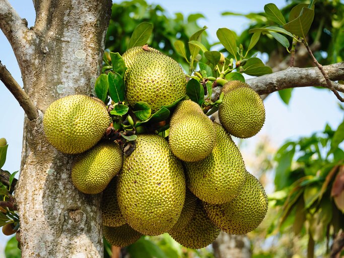 Jackfruit Die Neue Fleischalternative Fur Vegetarier
