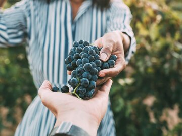 Spirulina zur Gewichtsreduktion, wie man nimmt Spirulina zur Gewichtsreduktion, wie man nimmt