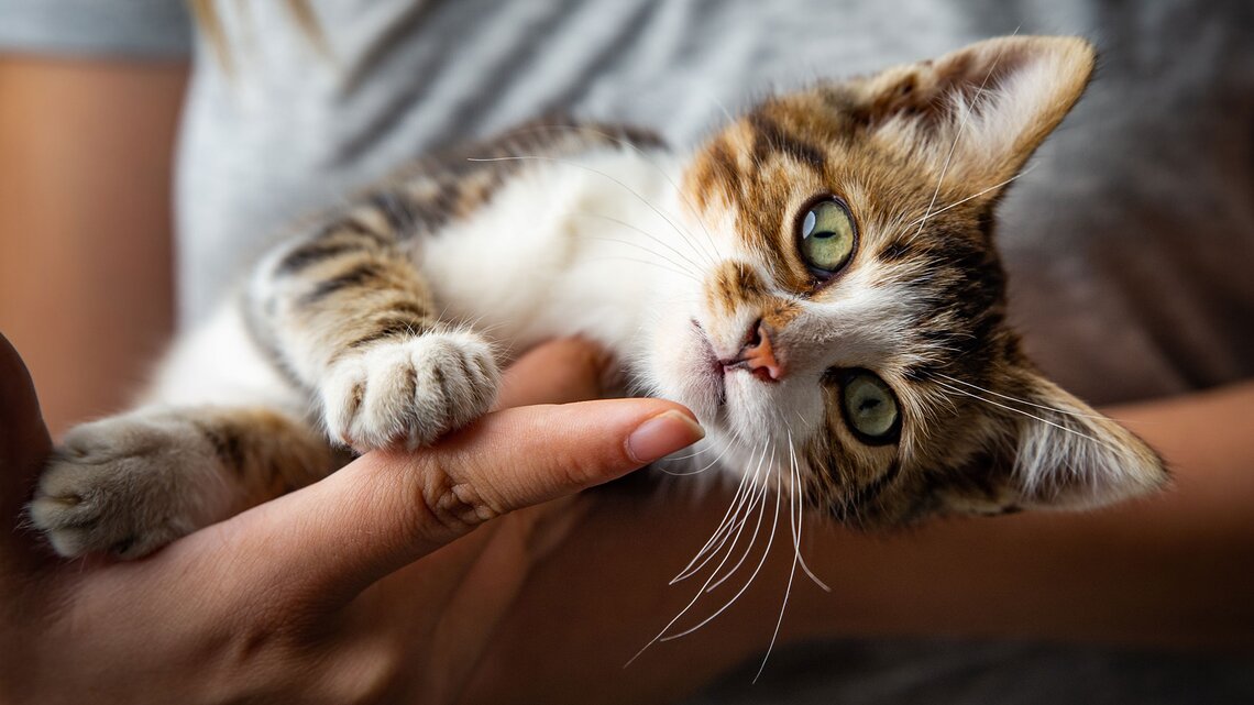 Namen mädchen katzen Hamsternamen für