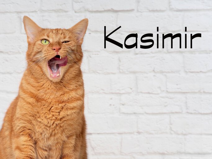 Die schönsten Katzennamen weiblich &amp; männlich