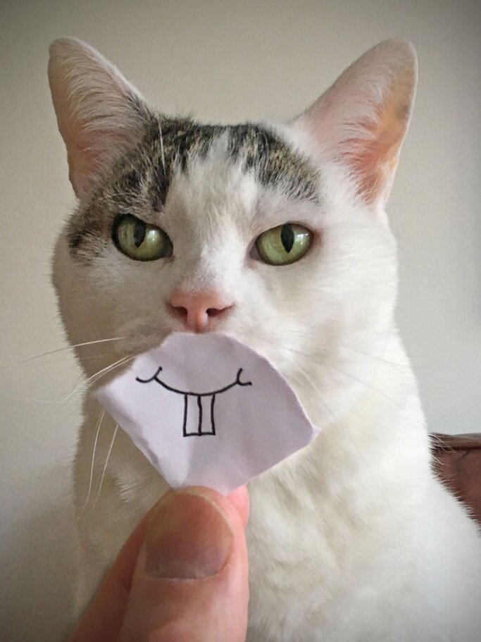 Katzenbilder: Die lustigsten &amp; süßesten Bilder von Katzen