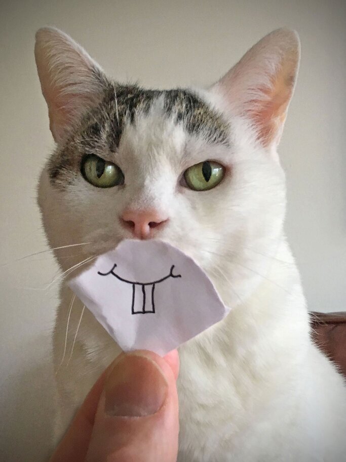 Katzenbilder Die Lustigsten Sussesten Bilder Von Katzen