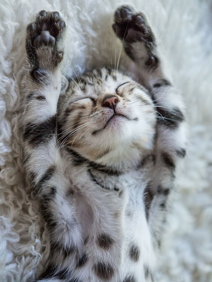 Katzenbilder Die Lustigsten Sussesten Bilder Von Katzen