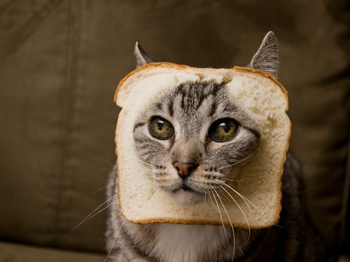 Katzenbilder Die Lustigsten Sussesten Bilder Von Katzen