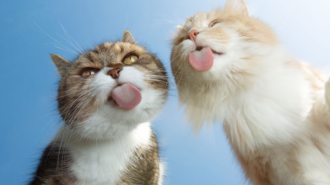 Katzenbilder Die Lustigsten Sussesten Bilder Von Katzen