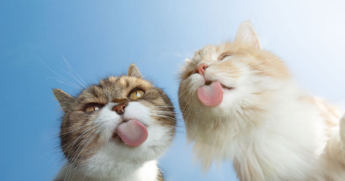 Katzenbilder Die Lustigsten Sussesten Bilder Von Katzen