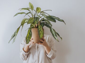 Frau versteckt sich hinter einer Pflanze | © Getty Images/FreshSplash