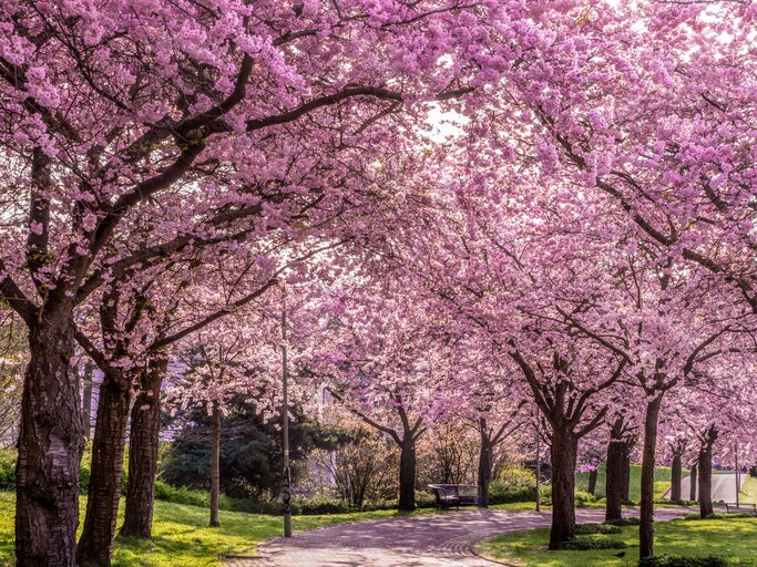 Malerisches Bild von Kirschblüten-Bäumen in Deutschland | © GettyImages/Daniel_Keuck