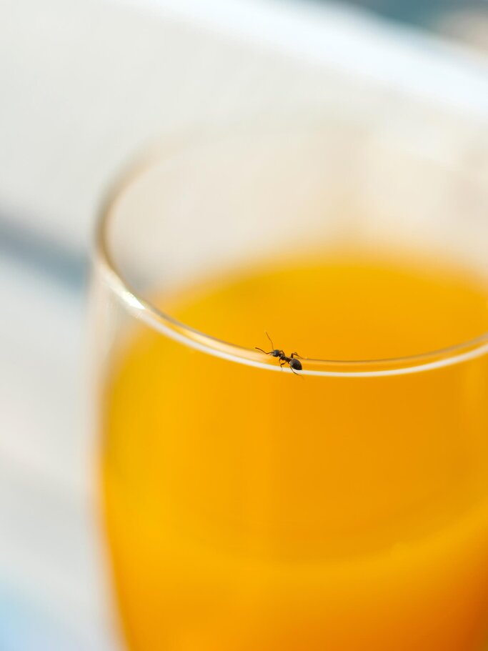 Ameise an einem Saftglas | © iStock | Kateryna Kukota