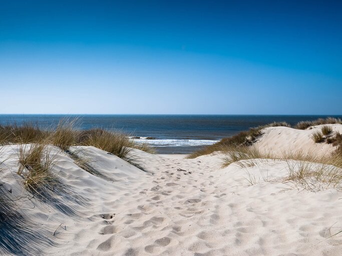 Mit Büschen bewachsene Sanddüne mit Blick auf Sandstrand und Nordsee | © Getty Images | Thomas Schelagowski | EyeEm