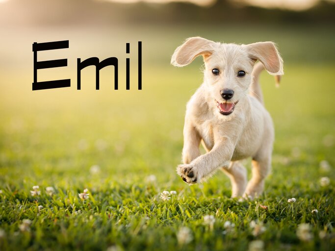 Süßer, rennender Terrier mit dem Namen Emil | © iStock.com / Capuski