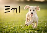Süßer, rennender Terrier mit dem Namen Emil | © iStock.com / Capuski