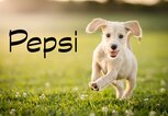 Süßer, rennender Terrier mit dem Namen Pepsi | © iStock.com / Capuski
