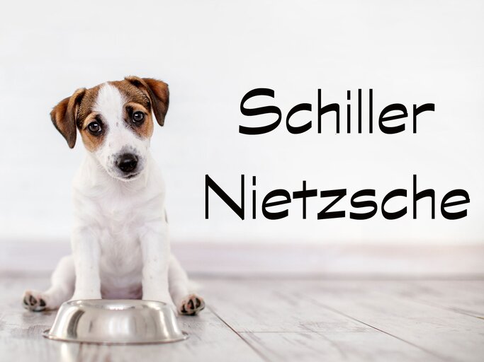 Hundename mit prominentem Vorbild: Schiller oder Nietzsche | © iStock.com / Ali Siraj