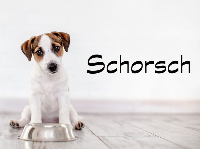 Bayerischer Hundename für Rüden: Schorsch | © iStock.com / Ali Siraj