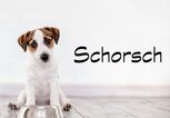 Bayerischer Hundename für Rüden: Schorsch | © iStock.com / Ali Siraj