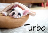Süßer kleiner Welpe mit dem Namen Turbo | © iStock.com / gollykim