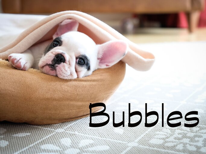 Süßer kleiner Welpe mit dem Namen Bubbles | © iStock.com / gollykim