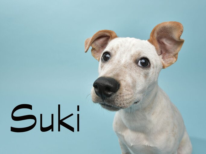 Süßer Hund mit dem Namen Suki | © iStock.com / amandafoundation.org