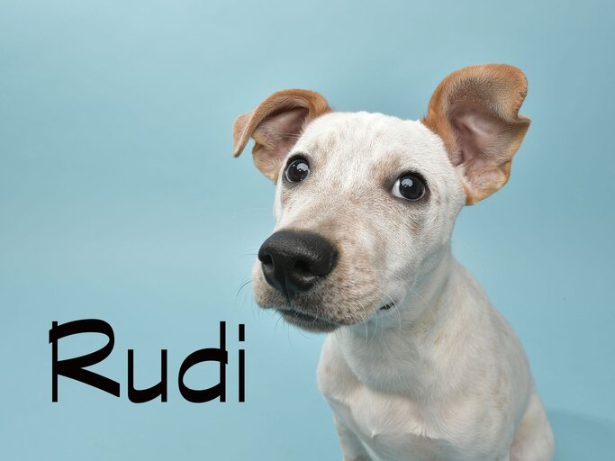 Süßer Hund mit dem Namen Rudi | © iStock.com / amandafoundation.org