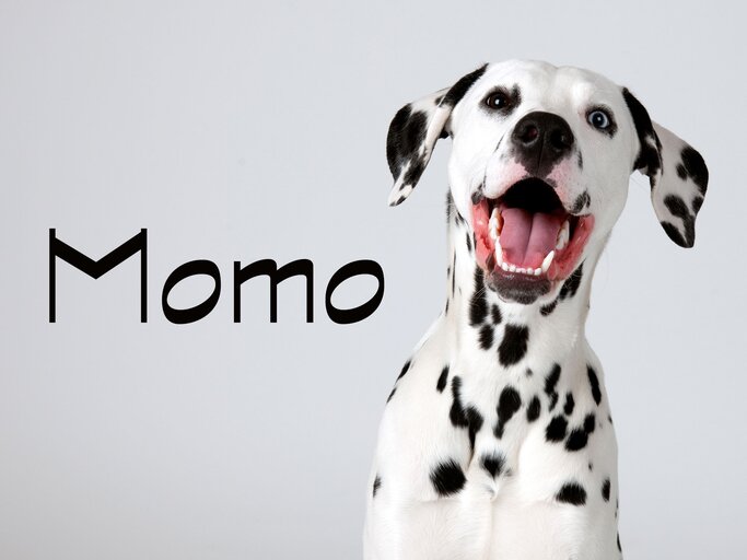Dalmatiner mit dem Namen Momo | © iStock.com / fguignard