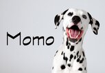 Dalmatiner mit dem Namen Momo | © iStock.com / fguignard