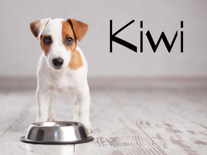 Obstsorten als Hundenamen: Kiwi, Litschi & Co. | © iStock.com / Ali Siraj