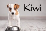 Obstsorten als Hundenamen: Kiwi, Litschi & Co. | © iStock.com / Ali Siraj