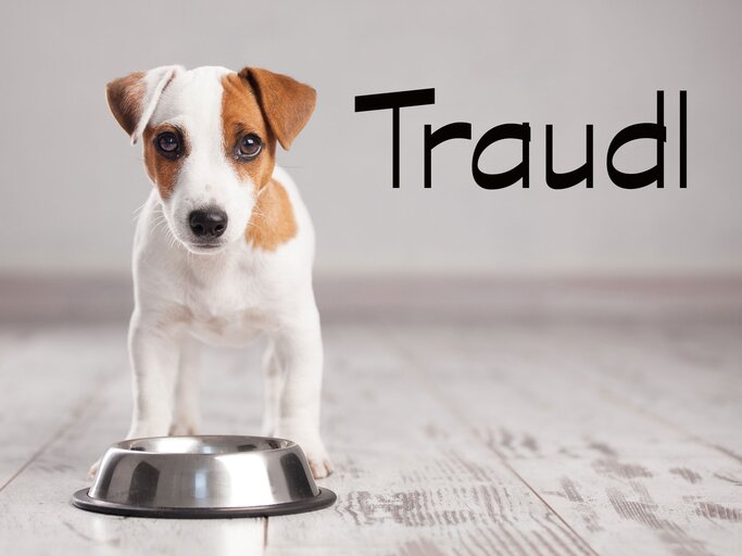 Kleiner Jack-Russell-Terrier mit dem Namen Traudl | © iStock.com / Ali Siraj