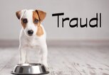 Kleiner Jack-Russell-Terrier mit dem Namen Traudl | © iStock.com / Ali Siraj