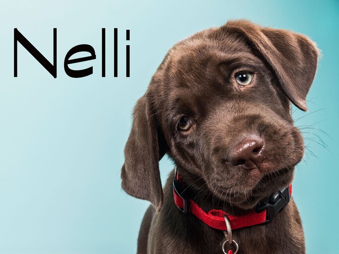 Labrador-Welpe mit dem Namen Nelli | © iStock.com / cmannphoto
