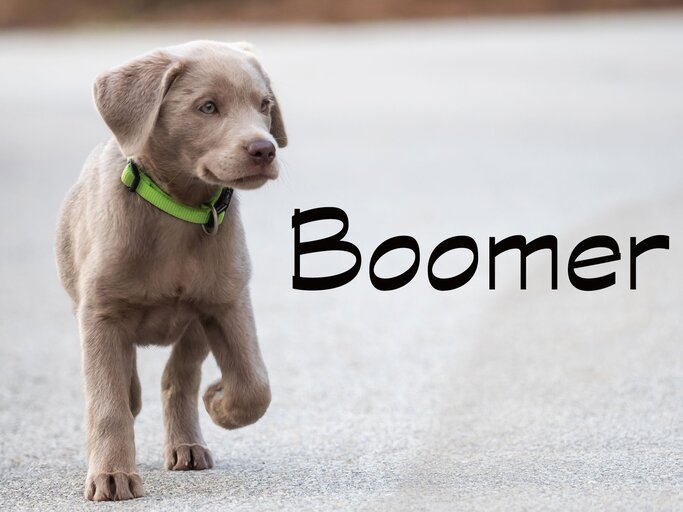 Ungewöhnlicher Hundename: Boomer | © iStock.com / Sandra Dombrovsky