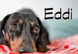 Cooler Hundename für Rüden: Eddi | © iStock.com / Ирина Мещерякова