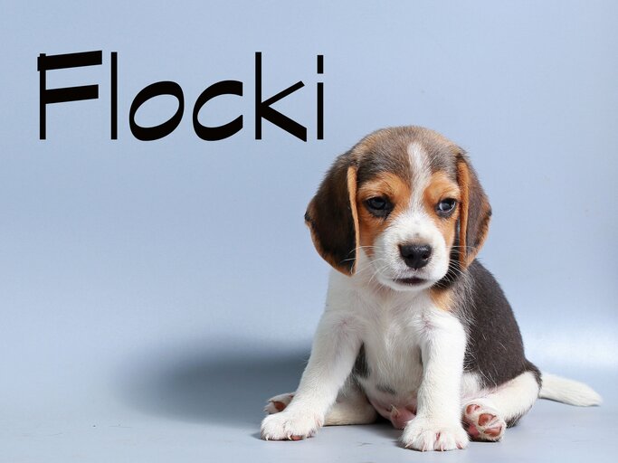 Beagle-Welpe mit dem Namen Flocki | © iStock.com / Sreborn