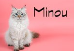 Porträt einer sibirischen Katze mit dem Namen Minou | © iStock.com / jkitan