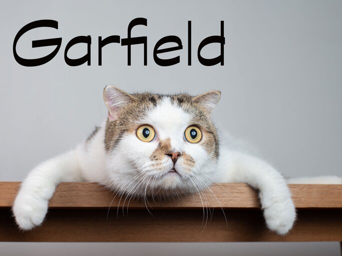 Lustiger Kater mit dem Namen Garfield | © iStock.com / Domepitipat