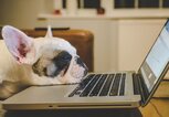 Französische Bulldogge legt ihren Kopf müde auf einen aufgeklappten Laptop | © iStock.com / gollykim