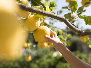 Frau pflückt Zitronen vom Baum | © GettyImages/	Kathrin Ziegler
